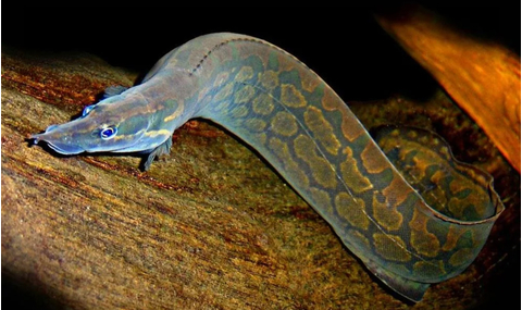 Мастацембел арматус (Mastacembelus armatus) — вид рыб из семейства хоботнорылых (Mastacembelidae). Внешне похож на угря, но никакого отношения к нему не имеет, анатомически и физиологически ближе к окуням.
