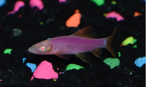Лабео «GLO Fish» фиолетовый (Labeo frenatus) — селекционная форма аквариумной рыбки из семейства карповых с флуоресцентной окраской. Получен путём искусственного внедрения в ДНК рыбок гена медуз и кораллов, производящего флуоресцентный белок, который придаёт рыбе яркие цвета.