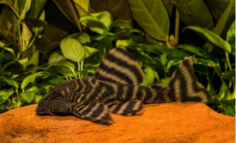 L002 ПАНАК ТИГРОВЫЙ - Panaqolus sp.