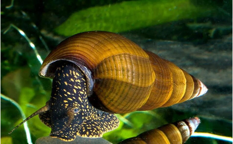 Улитка «Кролик жёлтоточечный» (Tylomelania Yellow Spot Rabbit Snail) — пресноводный моллюск из рода Tylomelania, известный также как «кроличья улитка».