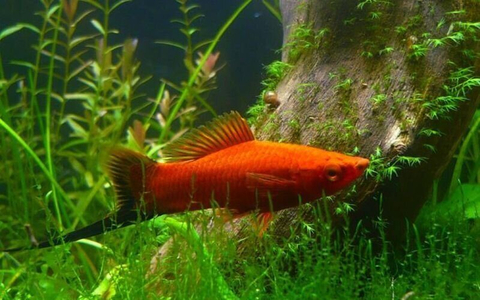 Меченосец берлинский (Xiphophorus hellerii) — искусственно выведенная порода аквариумных рыбок. Это гибрид между обычным зелёным меченосцем и пецилией чернохвостой.