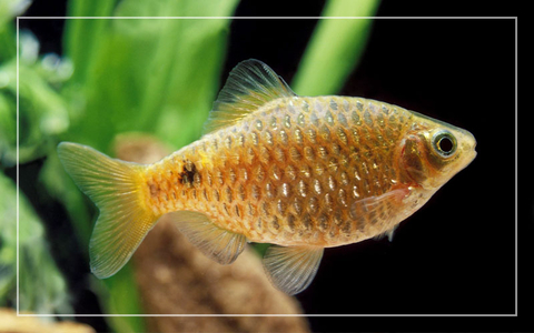 Барбус огненный (Pethia conchonius) — аквариумная рыбка из семейства карповых, известная яркой окраской и подвижным характером.