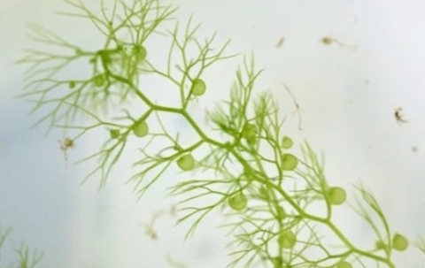 ПУЗЫРЧАТКА - Utricularia vulgaris