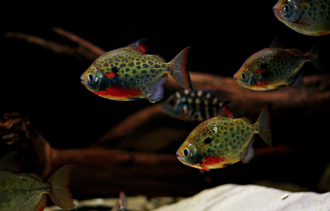 Metynnis maculatus — научное наименование метинниса пятнистого — аквариумной рыбки из семейства Serrasalmidae. Внешне похожа на пиранью, но обладает более спокойным нравом.