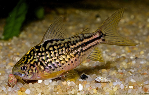 Коридорас Напо (Corydoras napoensis) — аквариумная рыбка из семейства кольчужных сомов. Родом из Южной Америки, в частности, из реки Напо в бассейне реки Амазонка в Перу.