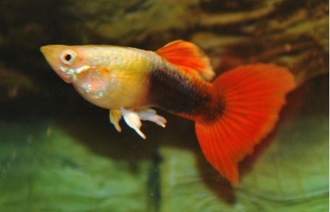 ГУППИ ШОТБОДИ КОИ - Guppy shoot body Koi Silverado