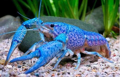 Procambarus cubensis — это голубой кубинский рак — пресноводное ракообразное из отряда Десятиногих раков.