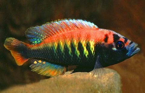 ХАПЛОХРОМИС МАКОБЕ - Haplochromis sauvagei var. Makobe