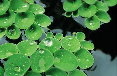 САЛЬВИНИЯ КЛОБУЧКОВАЯ, Salvinia cucullata