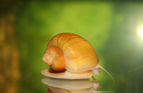 Pomacea bridgesii — вид брюхоногих моллюсков из семейства Ampullariidae отряда Architaenioglossa.
