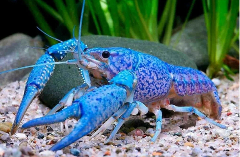 Procambarus cubensis — это голубой кубинский рак — пресноводное ракообразное из отряда Десятиногих раков.