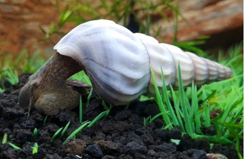 Tylomelania Snow Rabbit Snail — это разновидность улиток из рода Tylomelania, известная как «снежный кролик».