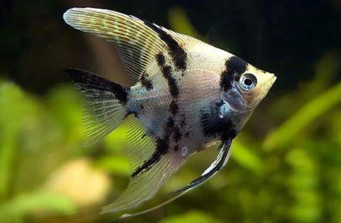 Скалярия «Берёзка» (Pterophyllum scalare var. «Berezkina») — это селекционная форма обыкновенной скалярии, отличающаяся контрастным окрасом с хорошо заметными тёмными вертикальными полосами на серебристом фоне.