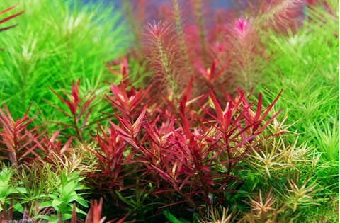 РОТАЛА СИНГАПУРСКАЯ - Rotala Singapore