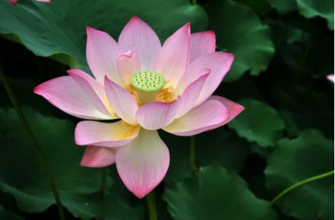 ​Лотос орехоносный (лат. Nelumbo nucifera)
