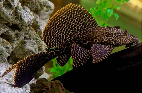 Парчовый птеригоплихт (лат. Pterygoplichthys gibbiceps) — вид пресноводных лучепёрых рыб из семейства кольчужных сомов.