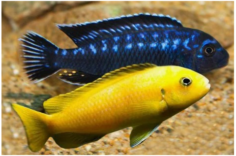 ПСЕВДОТРОФЕУС ИНТЕРРУПТУС - Pseudotropheus interruptus