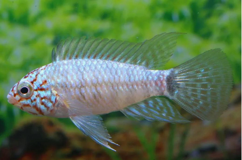 АПИСТОГРАММА ГОЛУБАЯ СТАЛЬ - Apistogramma Blue Steel