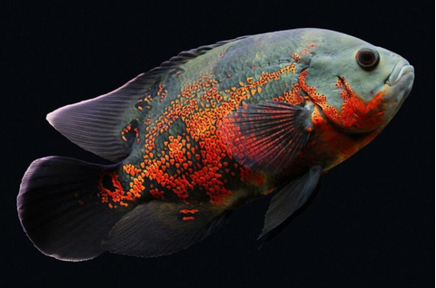 АСТРОНОТУС ТИГРОВЫЙ - Astronotus ocellatus 5-6смАСТРОНОТУС ТИГРОВЫЙ - Astronotus ocellatus 5-6см