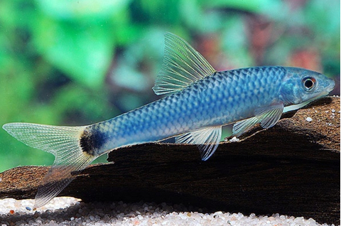 Водорослеед GLO синий (Crossocheilus reticulatus) — генетически модифицированная форма сетчатого водорослееда, популярная в аквариумистике благодаря способности бороться с нежелательными водорослями, например «чёрной бородой», «вьетнамкой» и нитчаткой.