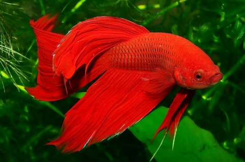Петушок вуалехвостый красный — селекционная форма сиамского петушка (Betta splendens) с характерной формой плавников и яркой красной окраской.
