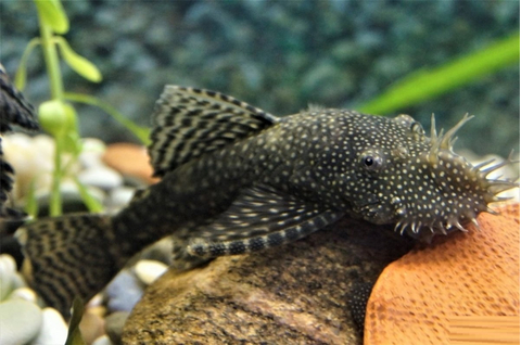 Ancistrus cirrhosus — вид лучепёрых рыб семейства кольчужных сомов, аквариумная рыбка.