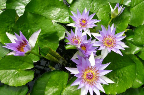 Нимфея прудовая «Колората» (Nymphaea colorata)