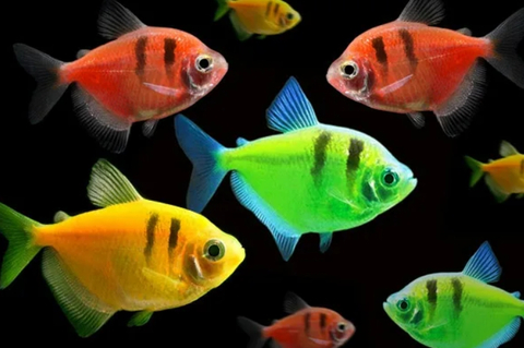 Тернеция GloFish с полосками — генетически модифицированная форма обычной тернеции (Gymnocorymbus ternetzi), отличающаяся ярким флуоресцентным окрасом (зелёным, оранжевым, синим, розовым, пурпурным). Способность светиться  при ультрафиолетовом или синем освещении связана с внедрением генов медуз или кораллов.Тернеция GloFish с полосками — генетически модифицированная форма обычной тернеции (Gymnocorymbus ternetzi), отличающаяся ярким флуоресцентным окрасом (зелёным, оранжевым, синим, розовым, пурпурным). Способность светиться  при ультрафиолетовом или синем освещении связана с внедрением генов медуз или кораллов.