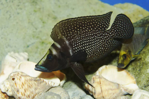 Altolamprologus calvus Black