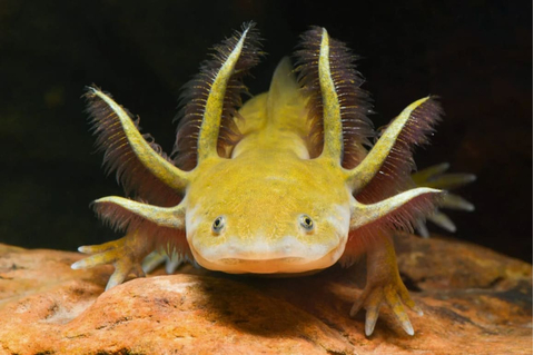 Золотой аксолотль — это неотеническая личинка мексиканской амбистомы (Ambystoma mexicanum). Золотыми аксолотлями называют одну из морф, у которых тело полностью или большая его часть окрашена в желтоватый цвет.