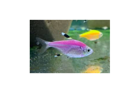 Тетра Пристелла Гло Фиолетовая (Pristella maxillaris GloFish) — генетически модифицированная форма обычной пристеллы, известная своей яркой флуоресцентной окраской. Эта окраска получена путём внедрения в ДНК рыбок генов флуоресцентных белков от кораллов и медуз.