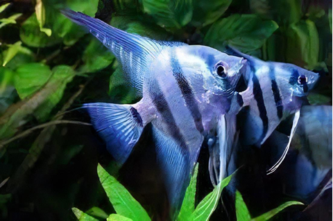 Скалярия зебра — селекционная форма обыкновенной скалярии (Pterophyllum scalare). Название получила за окрас: на серебристом фоне расположены яркие чёрные вертикальные полосы, по сочетанию напоминающие окраску зебр.