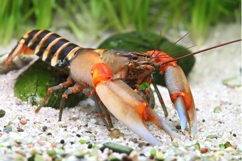 Рак-зебра (Cherax peknyi) — разновидность пресноводного рака, известная необычным окрасом.