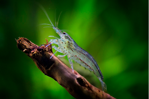 Caridina multidentata — пресноводная креветка из семейства Atyidae отряда десятиногих ракообразных, среди аквариумистов известна под названием креветка Амано.