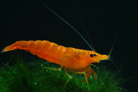 Креветка оранжевая мандаринка неокаридина (Neocaridina Orange) — одна из разновидностей декоративных креветок для аквариума.