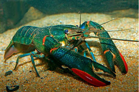 Австралийский красноклешневый рак (Cherax quadricarinatus) — пресноводное ракообразное из отряда десятиногих раков. Также известен как «рак Красный коготь».Австралийский красноклешневый рак (Cherax quadricarinatus) — пресноводное ракообразное из отряда десятиногих раков. Также известен как «рак Красный коготь».