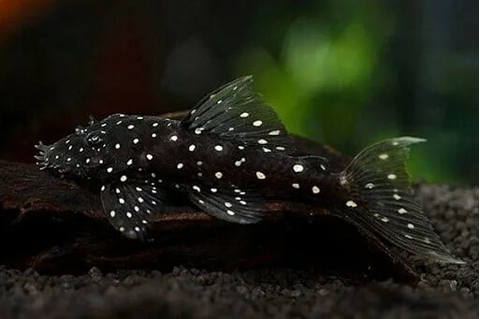 Ancistrus sp. L184 (также известный как Анциструс бриллиантовый) — это популярный в аквариумистике вид кольчужных (лорикариевых) сомов.