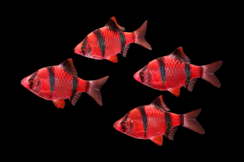 Барбус GloFish (например, красно-чёрный) — генетически модифицированная разновидность суматранского барбуса, обладающая яркой окраской и способностью светиться при ультрафиолетовом или синем освещении.