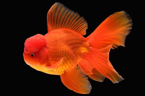 Оранда красная (Red Oranda Goldfish) — короткотелая селекционная форма золотой рыбки. Отличительная особенность — наличие на голове особого жирового нароста, по внешнему виду напоминающего ягоду малины.