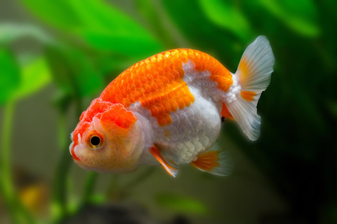 Ранчу ассорти — селекционная форма золотой рыбки (Carassius auratus), выведенная в Японии.