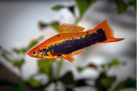 Red Tuxedo Swordtail — название кубинского меченосца (цветной морфы меченосцев). Это гибрид между обычным Зелёным меченосцем и Пецилией тукседо. Название «кубинец» вид получил за то, что ранее завозился в СССР только с Кубы.