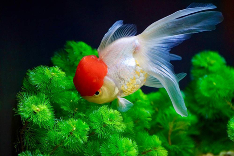 Оранда «Красная шапочка» (Redcap Oranda Goldfish) — короткотелая селекционная форма золотой рыбки. Получила название из-за большого красного нароста на голове, который похож на шапку.