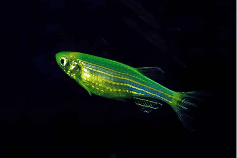 ​Данио рерио (GloFish) «Мятный» — генетически модифицированная форма аквариумной рыбки данио-рерио (Danio rerio), выведенная путём добавления генов морских медуз и кораллов, продуцирующих светящийся белок.
