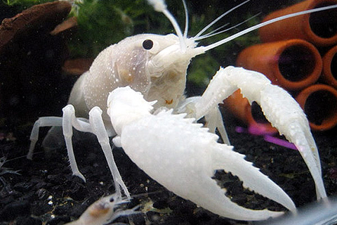 Флоридский белый рак (Procambarus clarkii) — аквариумная разновидность раков, известная своей белоснежной окраской и мощными клешнями.
