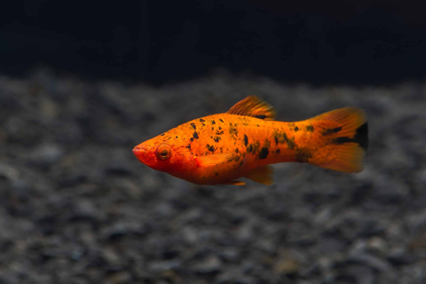 Меченосец тигровый (Xiphophorus hellerii var.) — селекционная форма меченосца Геллера (зелёного) и его ближайшего родственника — пецилии. Отличается характерным «тигровым» рисунком — хаотичным нагромождением тёмных пятен на теле, которые могут располагаться и на плавниках.