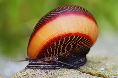 Улитка Рейсер Неретина (Racer Nerite Snail) — термин, который включает различные виды улиток неритин, известных своей активностью.