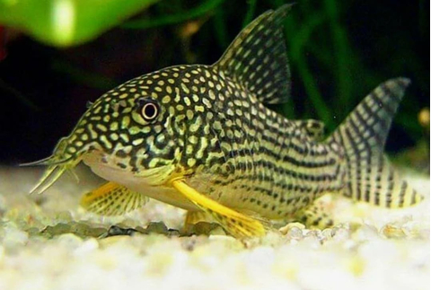 Коридорас Штерба (Corydoras sterbai) — пресноводная лучеперая рыба из семейства Панцирных (Каллихтовых) сомов. Названа в честь немецкого зоолога Гюнтера Штербы.