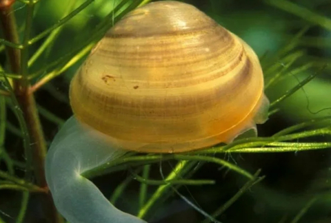 Корбикула яванская (Corbicula javanicus) — двустворчатый моллюск, также известный как «золотая двустворка» или «жёлтая яванская шаровка». Это донный вид, который частично зарывается в грунт и фильтрует воду, поглощая органические частицы.