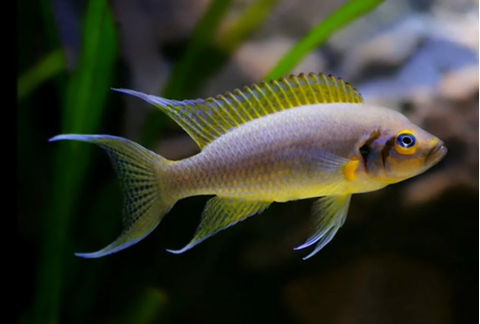 ДАФФОДИЛ - Neolamprologus pulcher Daffodil