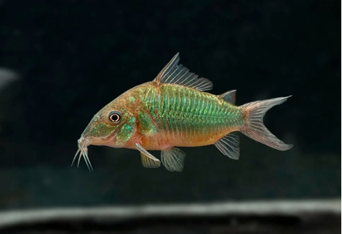 Brochis splendens — вид лучепёрых рыб из семейства панцирных сомов, известный также под названиями: зелёный сомик, зелёный брохис, изумрудный сомик. Некоторые систематики относят этот вид к сестринскому роду коридорасов (лат. Corydoras splendens).